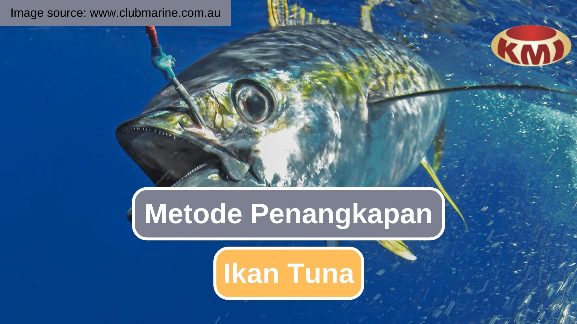 6 Metode yang Digunakan Dalam Penangkapan Tuna